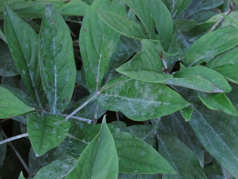 peony leaf diseases